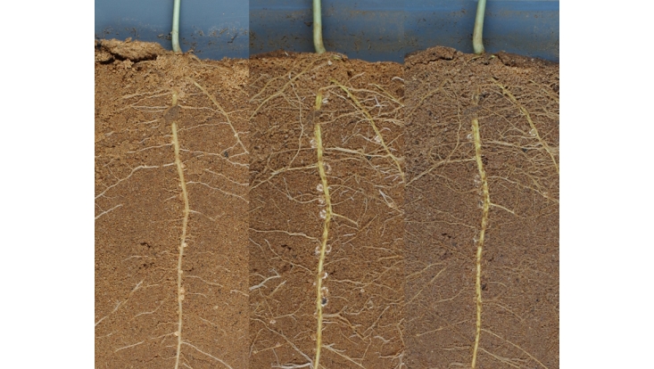 Wurzelsystem einer Cowpeapflanze in drei Entwicklungsstadien: beginnende Knöllchenbildung, maximale Knöllchenbildung und beginnende Knöllchenalterung.